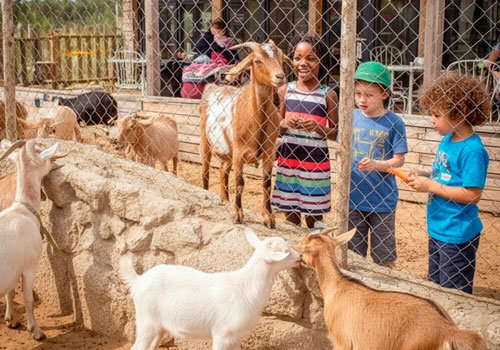 Путешествие подмосковья и Экскурсия по киргизской карте на ферме в Москве