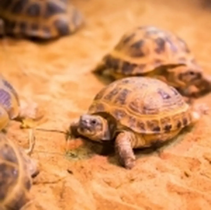 Контактный зоопарк Белый кенгуру в Москве