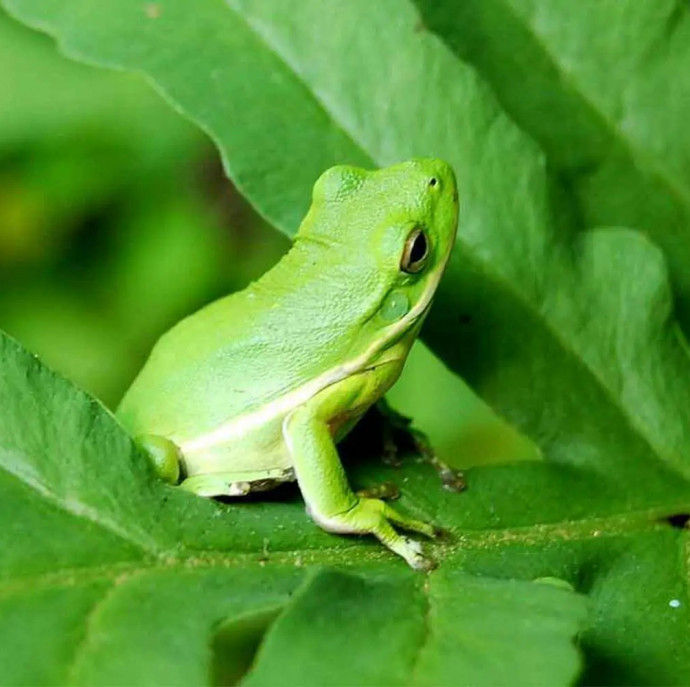 Контактный зоопарк Белый кенгуру в Москве