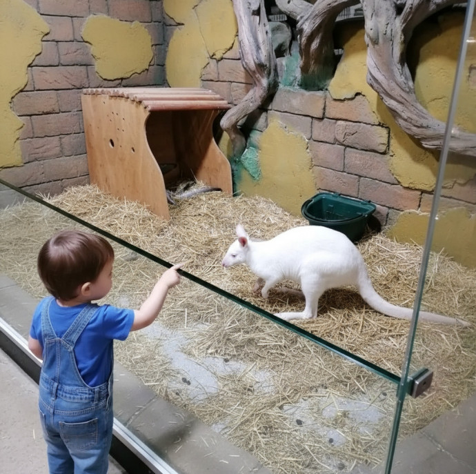 Контактный зоопарк Белый кенгуру в Москве