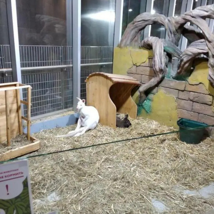 Контактный зоопарк Белый кенгуру в Москве