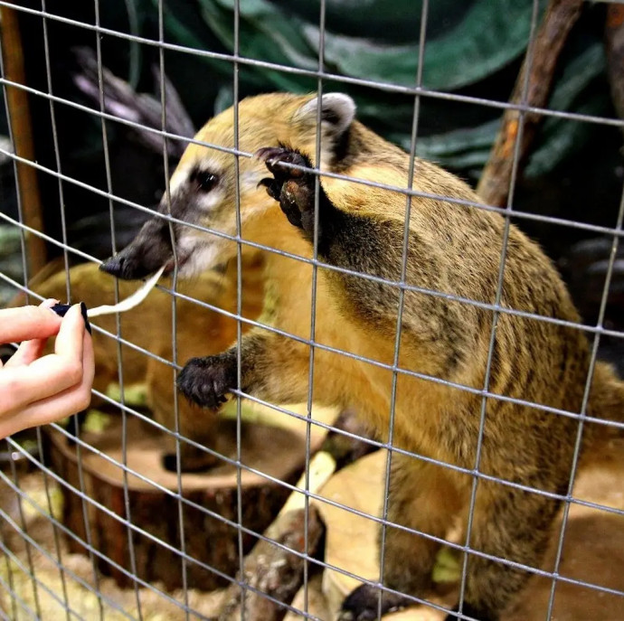 Контактный зоопарк Белый кенгуру в Москве