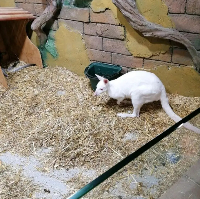 Контактный зоопарк Белый кенгуру в Москве