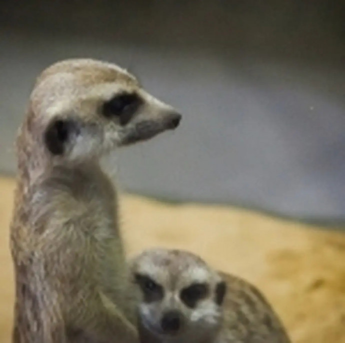 Контактный зоопарк Белый кенгуру в Москве