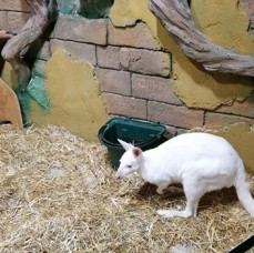 Контактный зоопарк Белый кенгуру в Москве