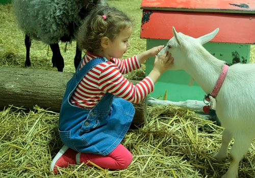 Контактный зоопарк Белый кенгуру в Москве
