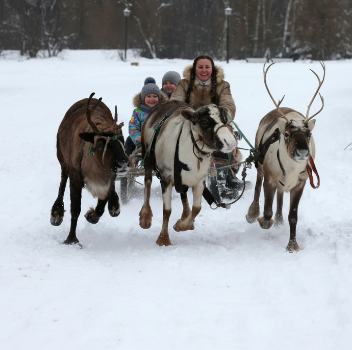 Прогулка в оленьей упряжке в Москве