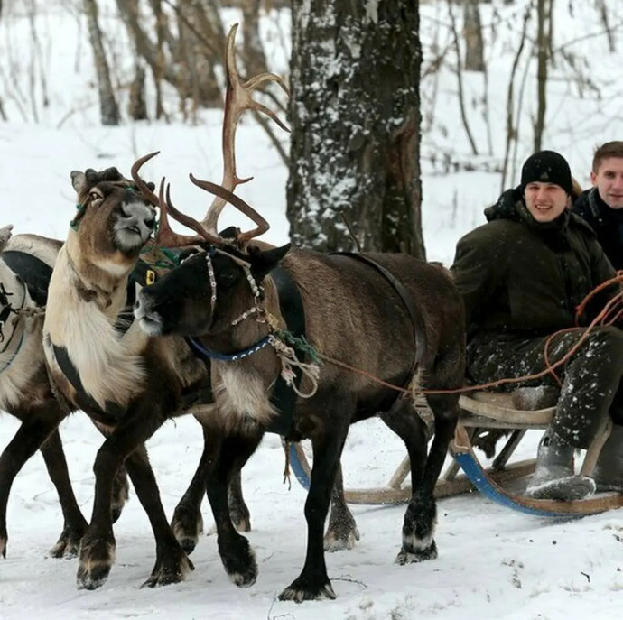 Прогулка в оленьей упряжке в Москве