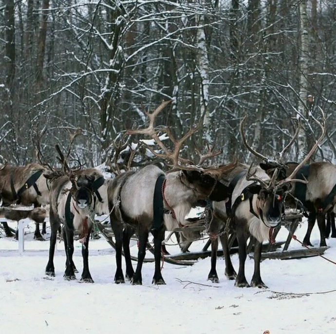 Прогулка в оленьей упряжке в Москве