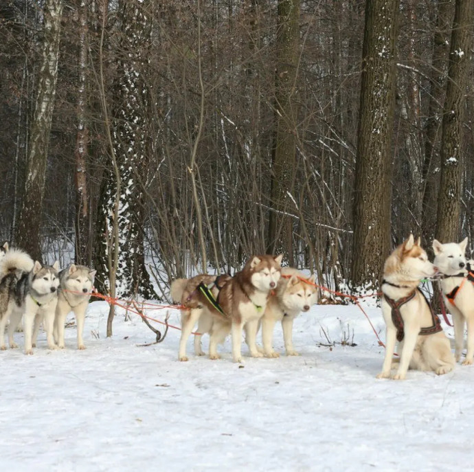 Прогулка в оленьей упряжке в Москве