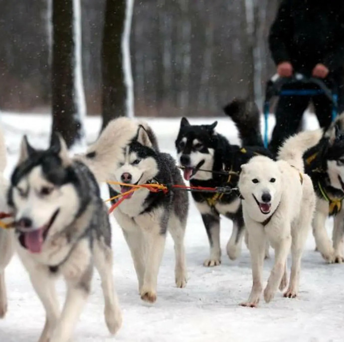 Прогулка в оленьей упряжке в Москве