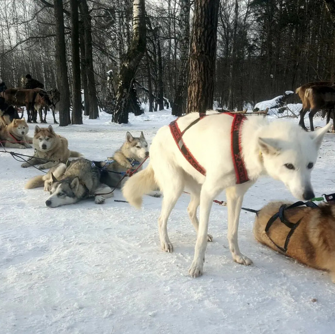 Прогулка в оленьей упряжке в Москве