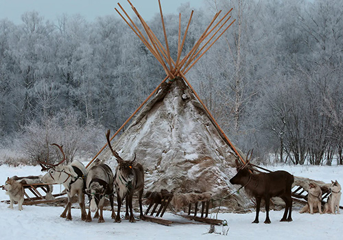 Прогулка в оленьей упряжке в Москве