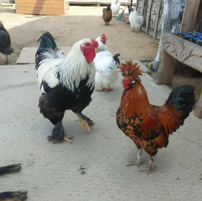 Экскурсия по Экзотик ферме в Москве