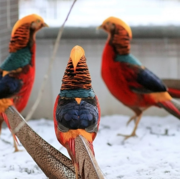 Экскурсия по Экзотик ферме в Москве