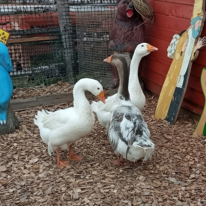 Экскурсия по Экзотик ферме в Москве