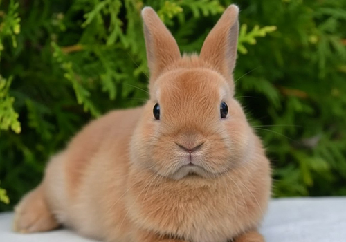 Экскурсия по Экзотик ферме в Москве