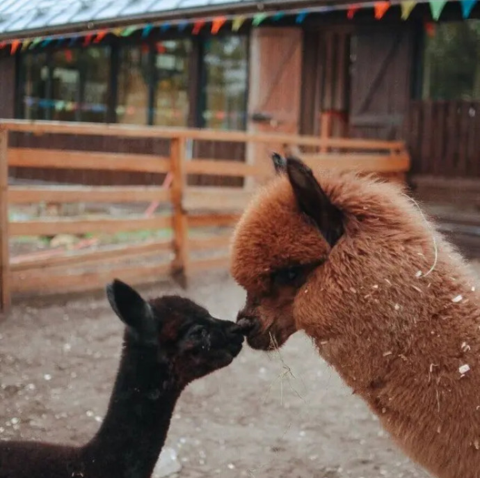 Городская ферма на ВДНХ в Москве