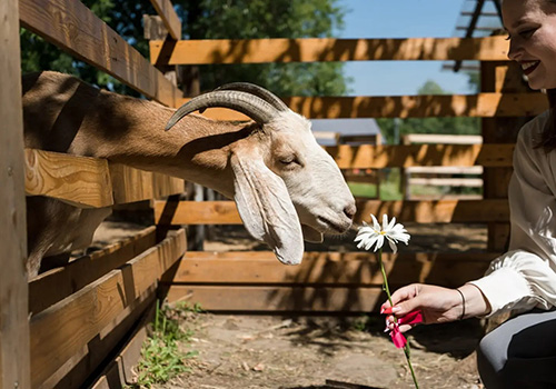 Городская ферма на ВДНХ в Москве