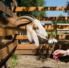 Городская ферма на ВДНХ в Москве