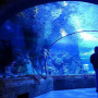 Посещение Океанариума в Москве