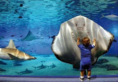 Посещение Океанариума в Москве