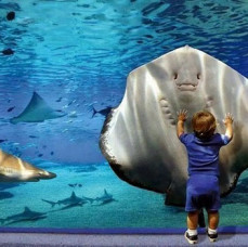 Посещение Океанариума в Москве