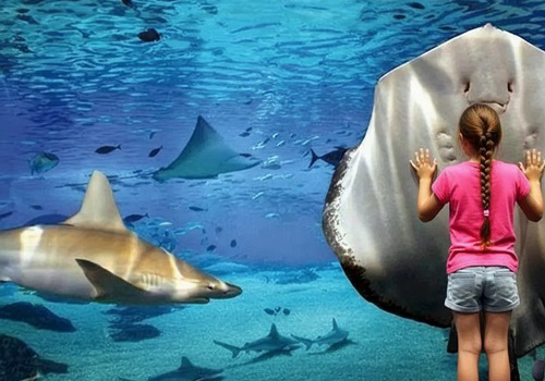 Посещение Океанариума в Москве