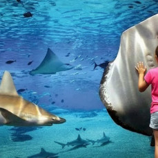 Посещение Океанариума в Москве