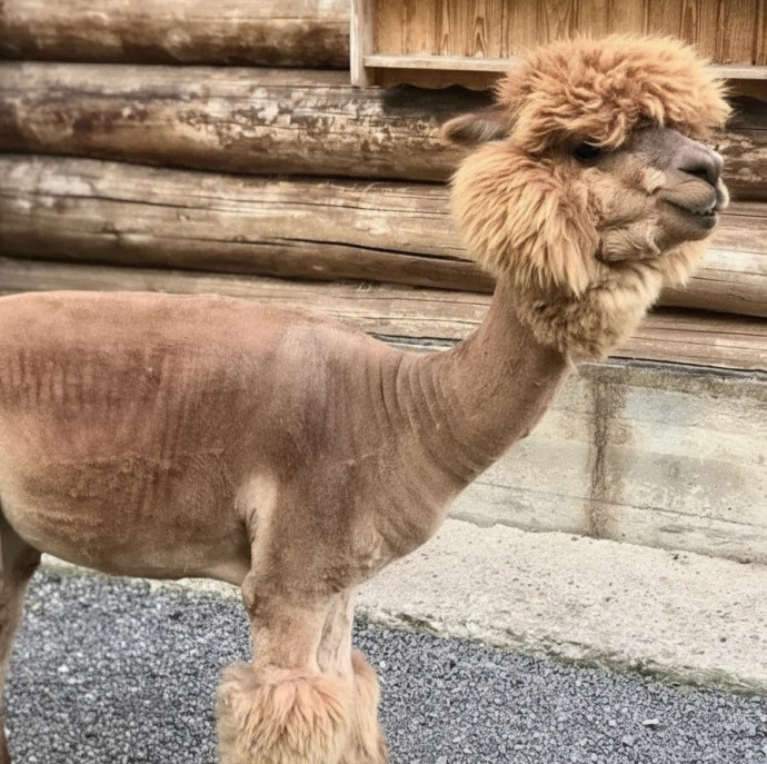 Экскурсия В гости к альпакам в Москве