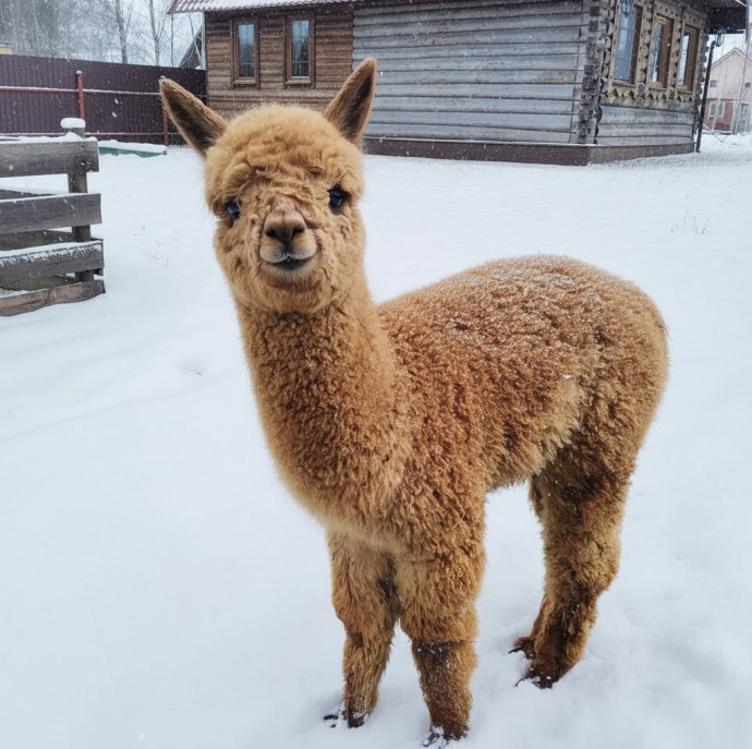 Экскурсия В гости к альпакам в Москве
