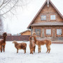 Экскурсия В гости к альпакам в Москве