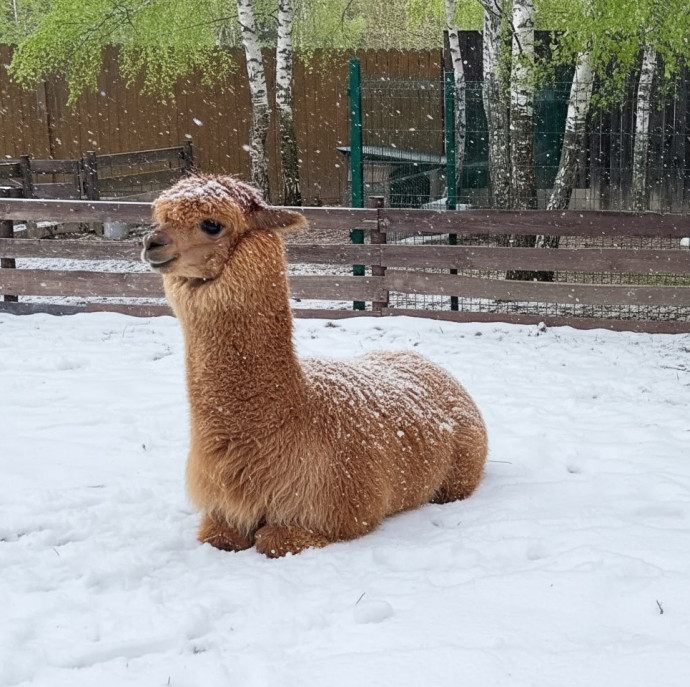 Экскурсия В гости к альпакам в Москве