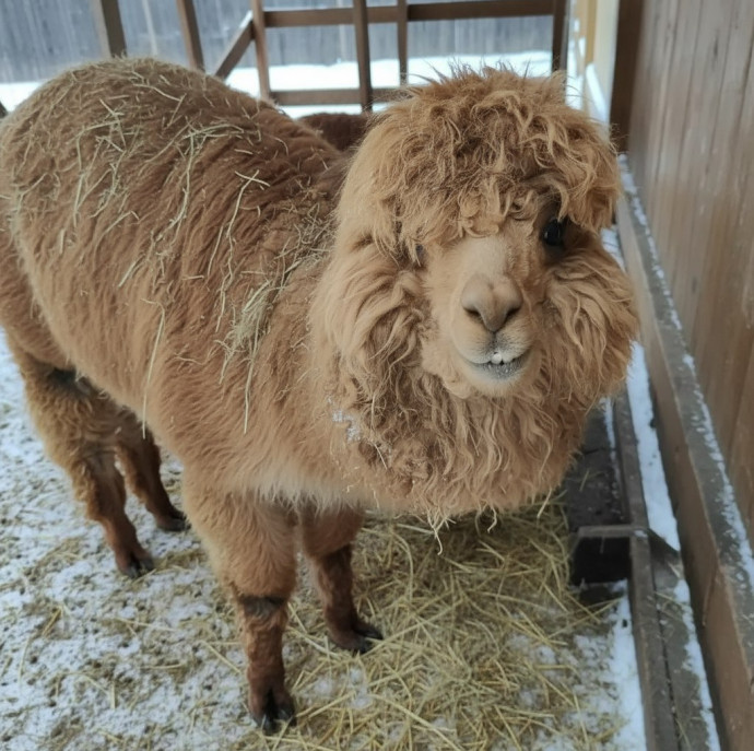 Экскурсия В гости к альпакам в Москве