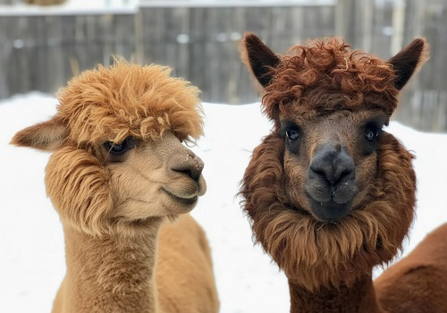 Экскурсия В гости к альпакам в Москве