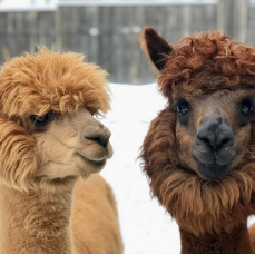 Экскурсия В гости к альпакам в Москве