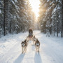 Экскурсия Северные олени и ездовые собаки в Москве